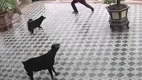 Dogs Vs Kung Fu Master