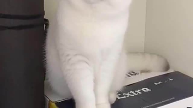 Funniest Cat Videos That Will Make You Laugh - Funny Cats and Dogs Videos