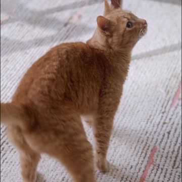 The cat is wandering around alone