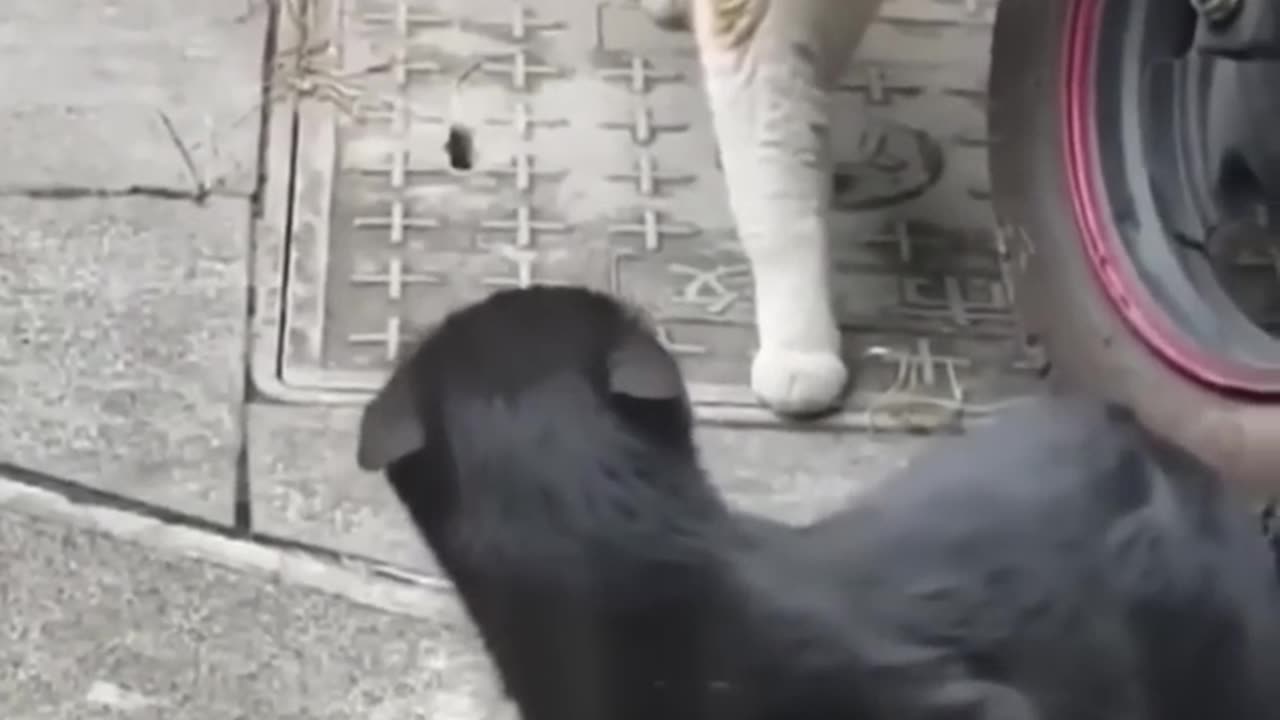 Funniest Cats and Dogs 🐶🐱 Funny Animal Videos #6