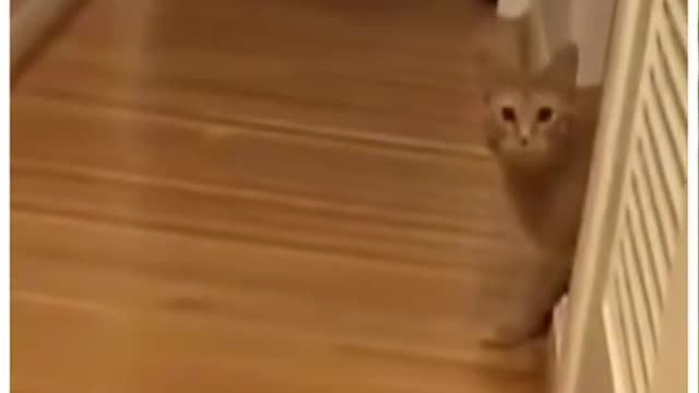 Funniest Animals 😂 - Cutest Animals Ever 😁 -Try Not To Laugh 😂- Funniest Cat😺