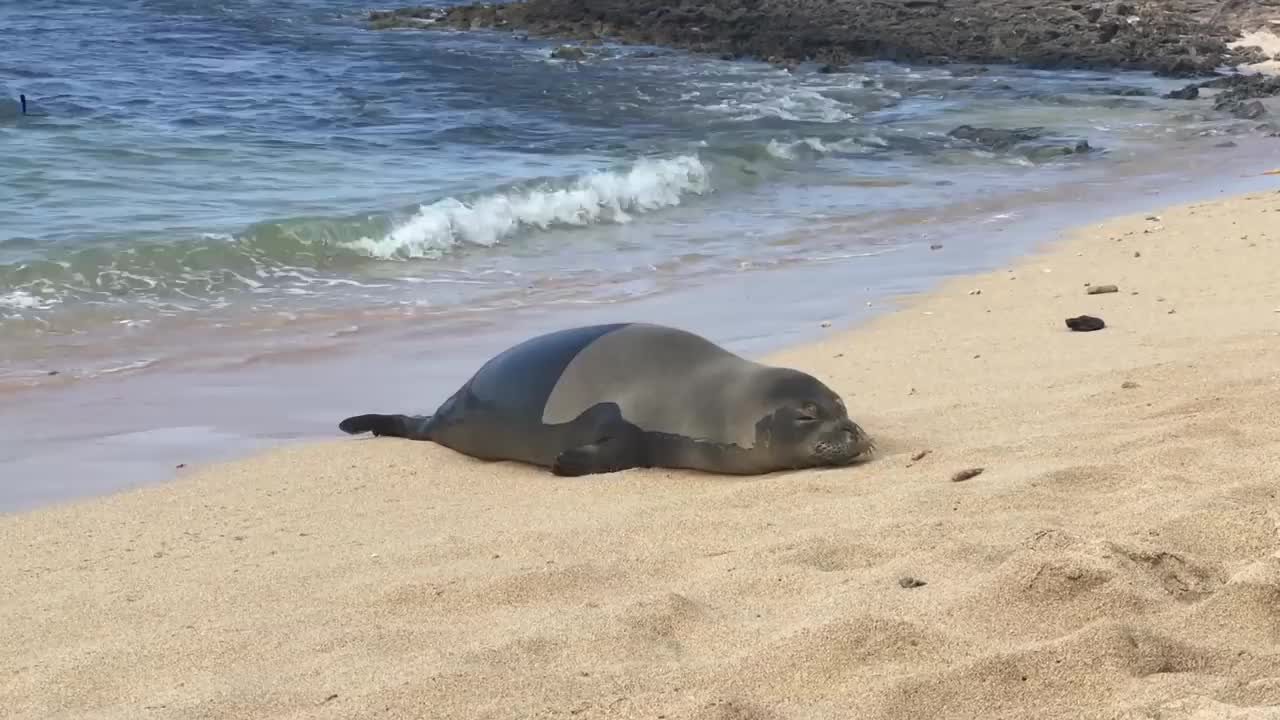 Seal Farts After Looking Directly at Me