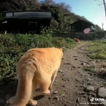 Lovely Cat, Black cat, cats, funny cats, funny cat videos 1 2021