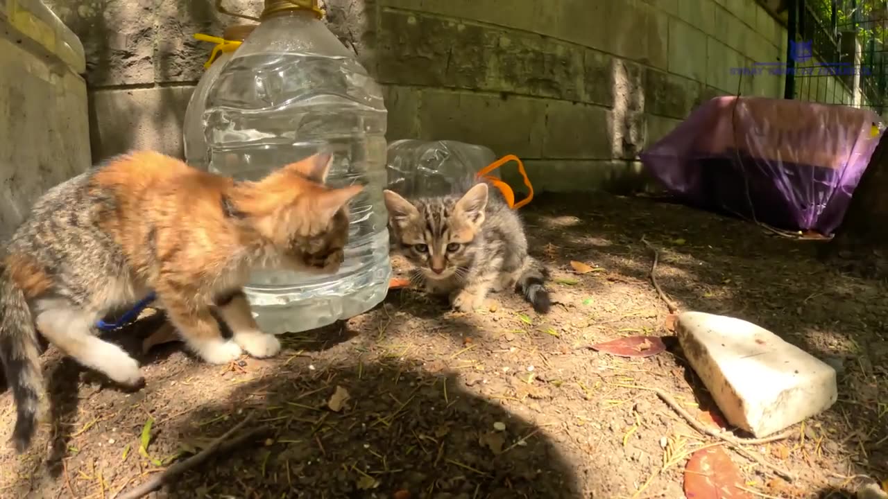 Scared feral kitten trusts a human for the first time