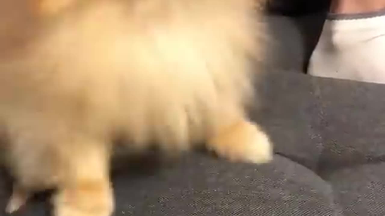 Pomeranian dog has the most hilarious sneeze #cat #cute #kitten