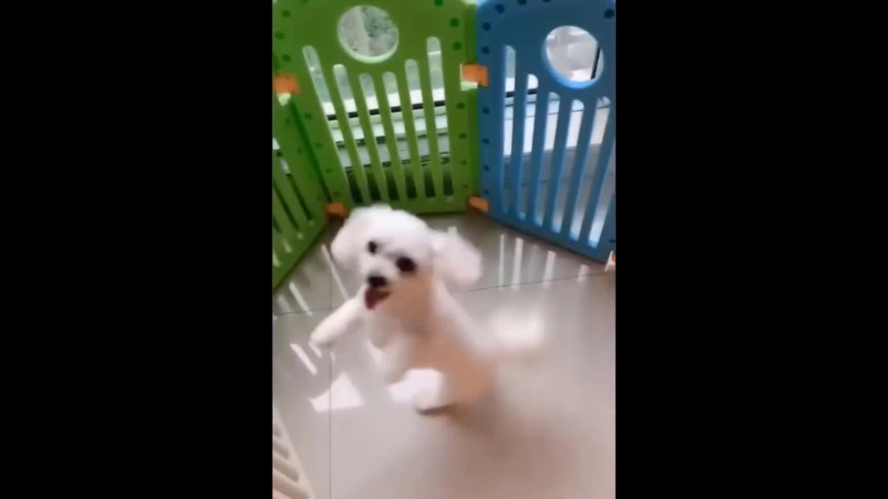 Can't Stop Watching This Dancing Do