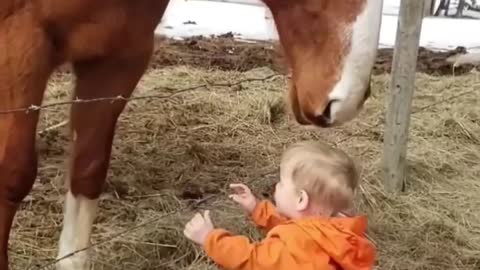 Kids and animal video