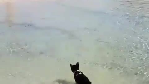 cat on the beach ^^