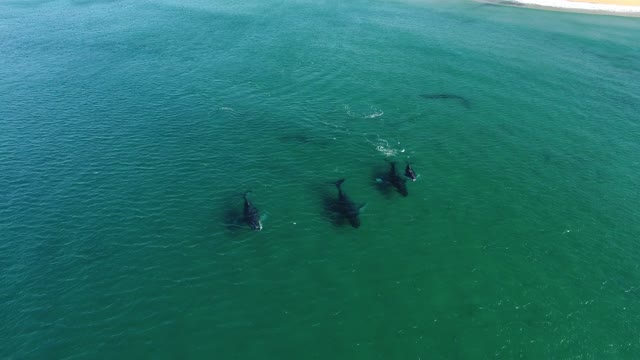 Humpback Whale Migration