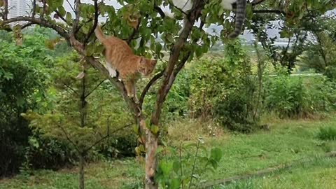 nature cat tower