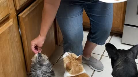 Three dogs and a cat politely waiting for pizza