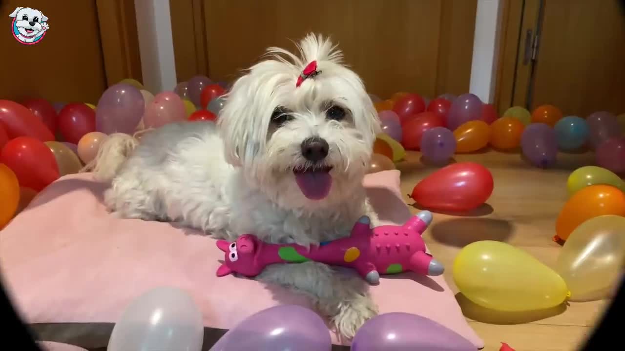 Dog vs 1000 Colored Balloons! 🎈Celebrating Dasha's Birthday Anima Dogs