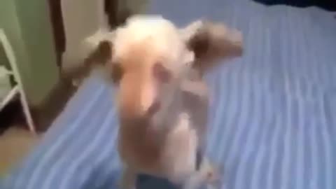 Cachorro doidinho,pra chegar sábado!