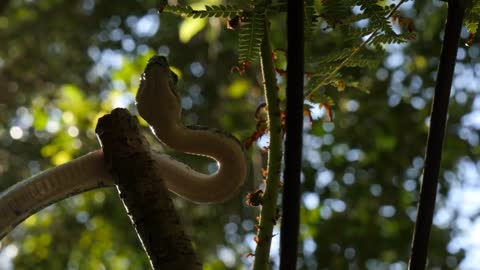 Snake reptile in rain forest Diamond Python