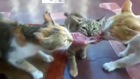 Fights over a piece of meat #cat #cute #animal