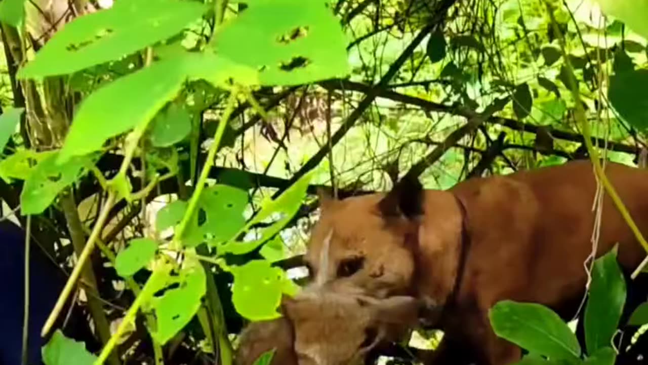 Foxes are being caught by dogs
