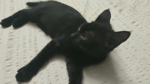 🖤 Kitty Cat 😺😻