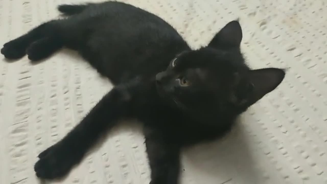 🖤 Kitty Cat 😺😻