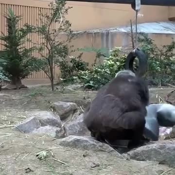 Funny Monkeys make me Happy