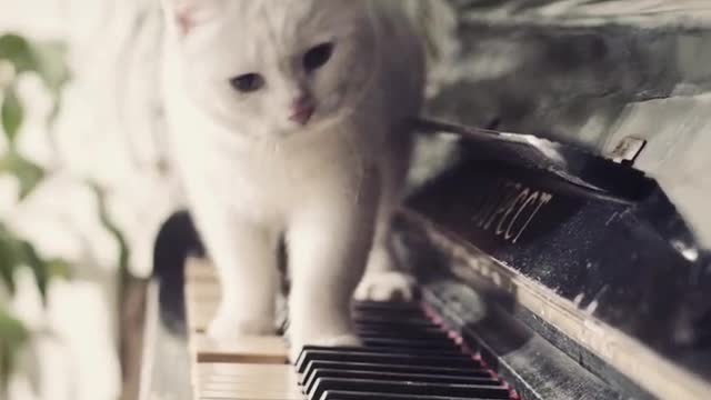 Piano cat play