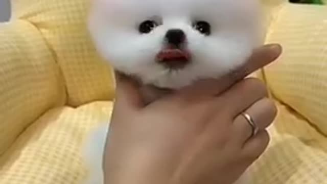 Baby dogs cute and funny dogs video I have given many links in this video description from which you
