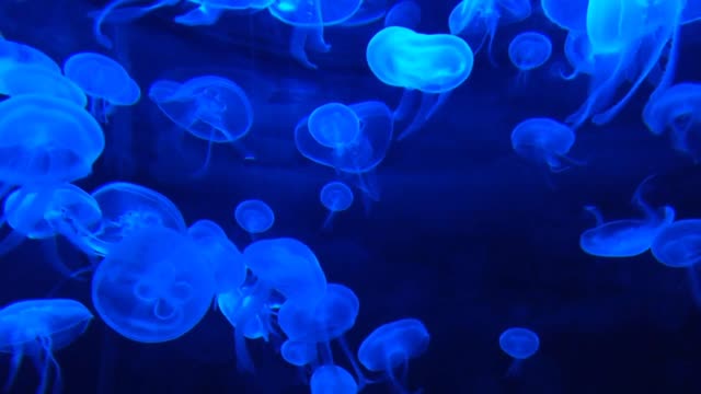 !!!Wow...watch the jellyfish light up the place around them