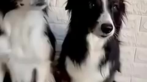 Funny dog video 😂