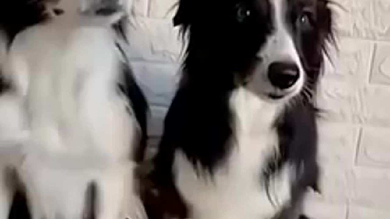 Funny dog video 😂