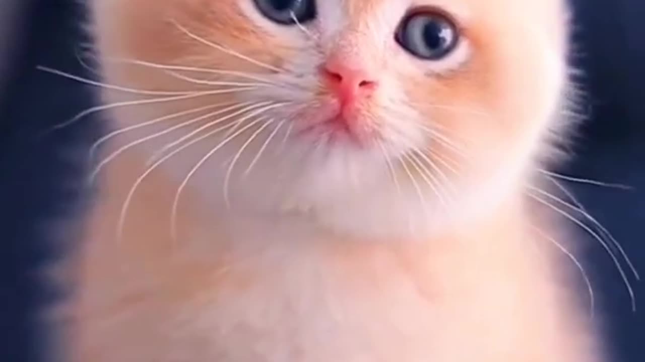 Funny cat beautiful cats and cute cat