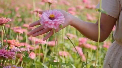 Very beautiful flowers field and a girl is enjoying with flowers