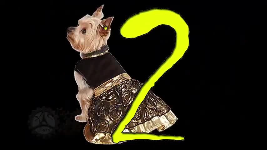 Dogs wearing Halloween costumes dress up