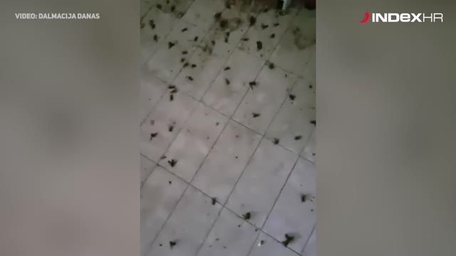 Najezda stršljenova u dalmatinskoj Zagori