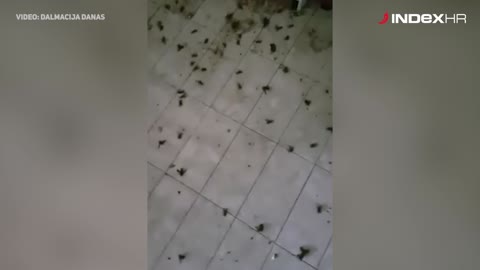 Najezda stršljenova u dalmatinskoj Zagori