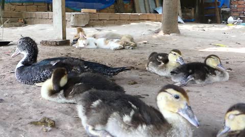 Cute animals _ unbelievable Duck protect chick like mother