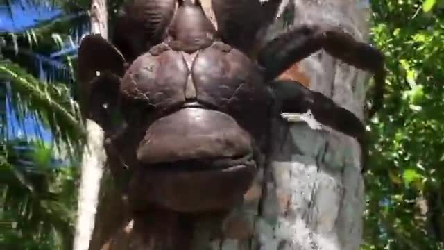 Coconut Crab