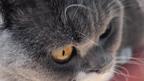 Probably the cat in the corner of the cornice in July