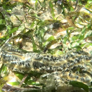 🌊🐍 Meet the Snake Sea Cucumber: Nature's Slithery Wonder! 🐍🌊