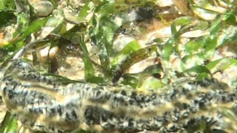 🌊🐍 Meet the Snake Sea Cucumber: Nature's Slithery Wonder! 🐍🌊