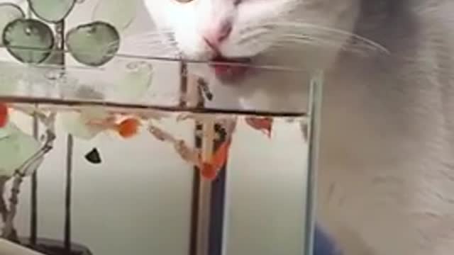 Cats are so funny PART 270 FUNNY CAT VIDEOS TIK TOK #Shorts