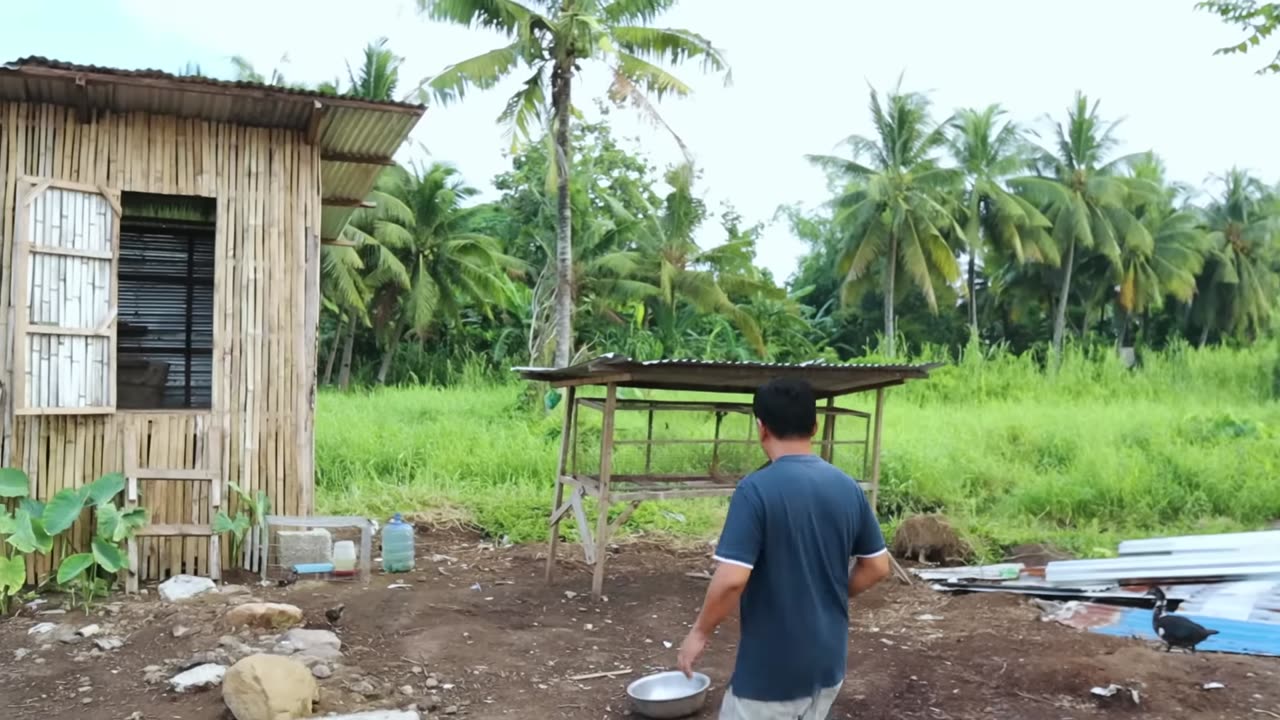 Chicken Eggs Harvest And Feeding Hundreds of Animals - The secret to becoming successful in farming!