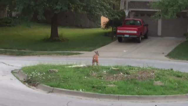 Kansas Deer Taking a Massive Poop