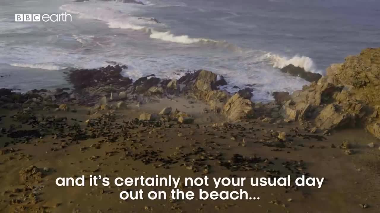 Filming A Battle Of Life And Death | Eden: Untamed Planet | BBC Earth