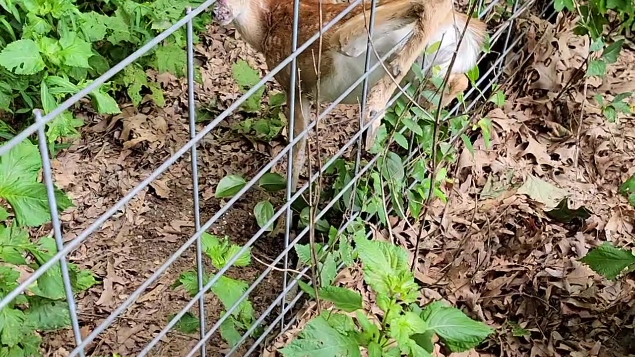 Man Frees Fawn's Foot From Fence