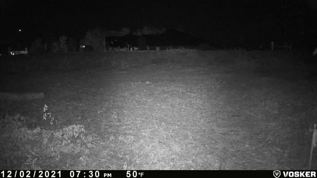 Bobcat behind the house