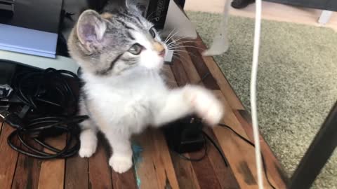 little cat playing with glue tape