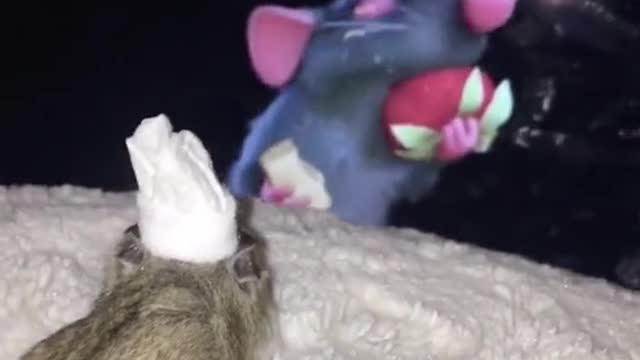 Can't stop laughing animals 🐈😺 Cute #34💋🥺