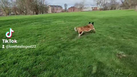 The Girls and Gypsy the Saint playing in the park