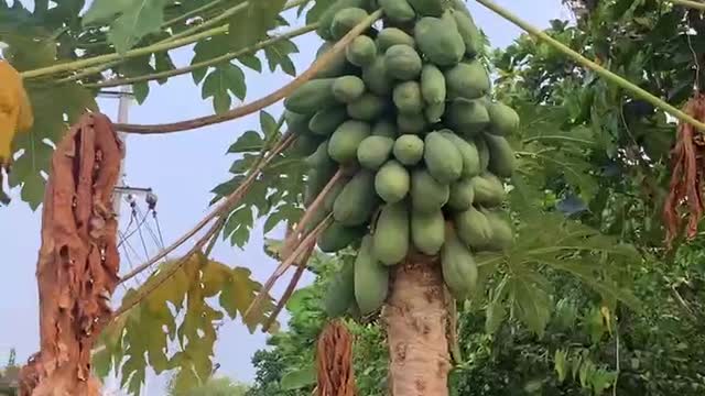 A lot of papaya