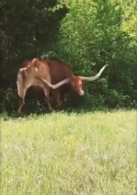 Cow cow
