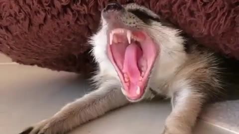 Funny Dog Videos 2021 It's time to LAUGH with Dog's life80